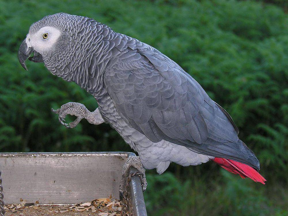 african grey parrot (commons.wikimedia.org/L.Miguel Bugallo Sánchez)