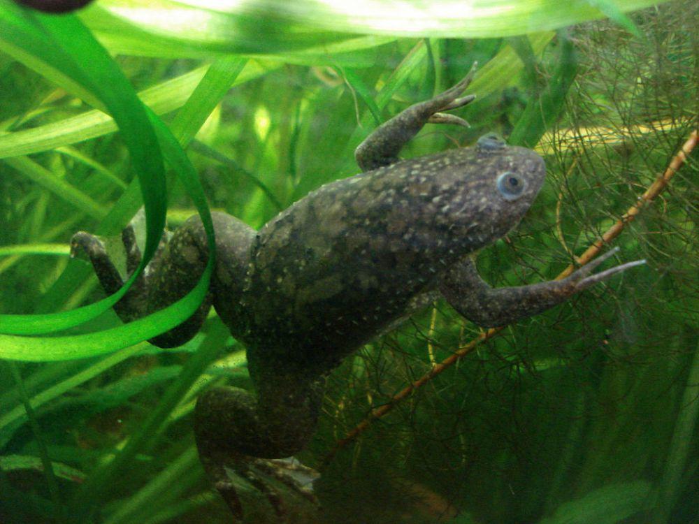 5 Fakta Katak Cakar Afrika, Suka Menghabiskan Waktunya di Dalam Air