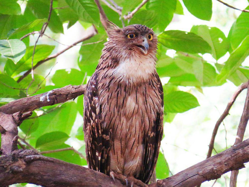 Burung hantu ikan cokelat (commons.wikimedia.org/Aashay25)