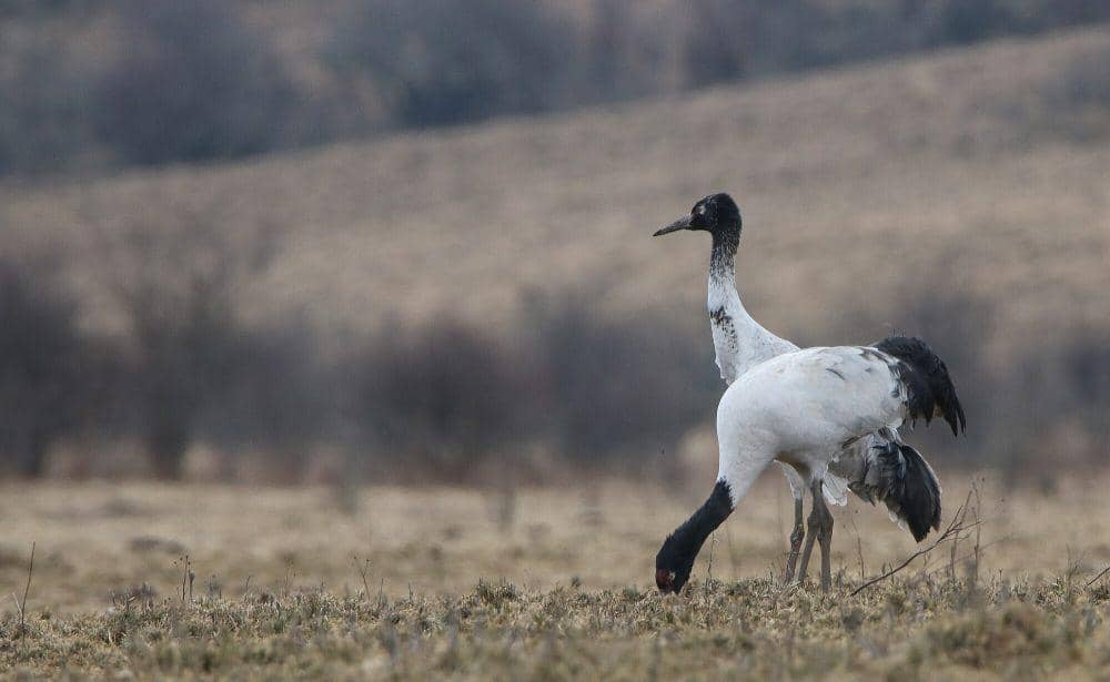Black-necked crane (commons.m.wikimedia.org/Phuentsho)
