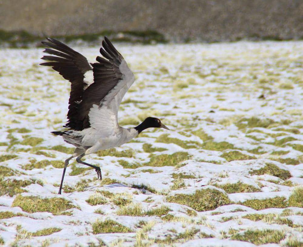 Black-necked crane (commons.m.wikimedia.org/Stanzinnamgail)