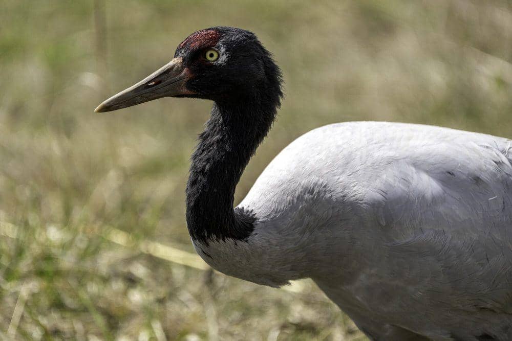 Black-necked crane (commons.m.wikimedia.org/Lorie Shaull)