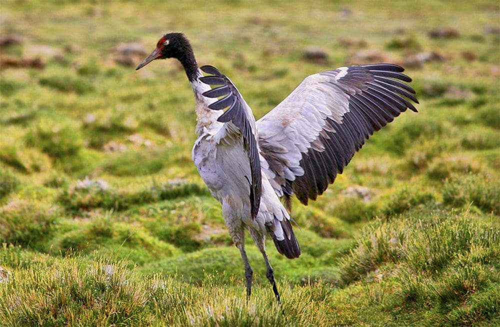 Black-necked crane (commons.m.wikimedia.org/Candle Tree)