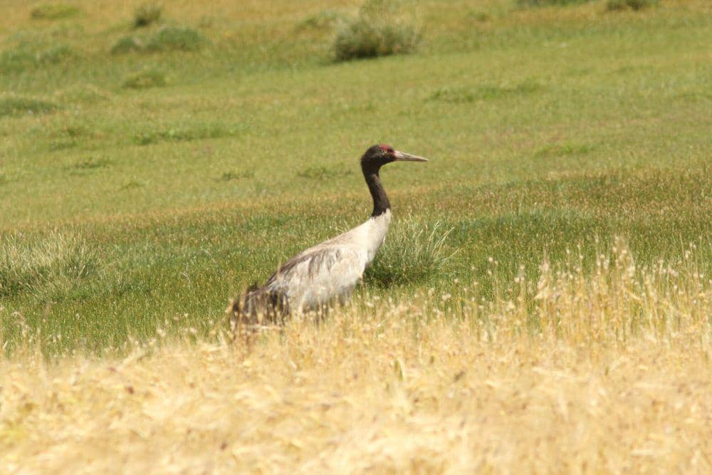 5 Fakta Black-necked Crane, Pandai Berenang dan Suka Bersolek
