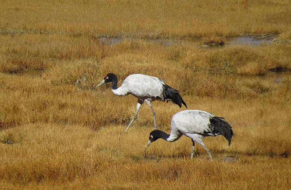 Black-necked crane (commons.m.wikimedia.org/Abhinava1998)