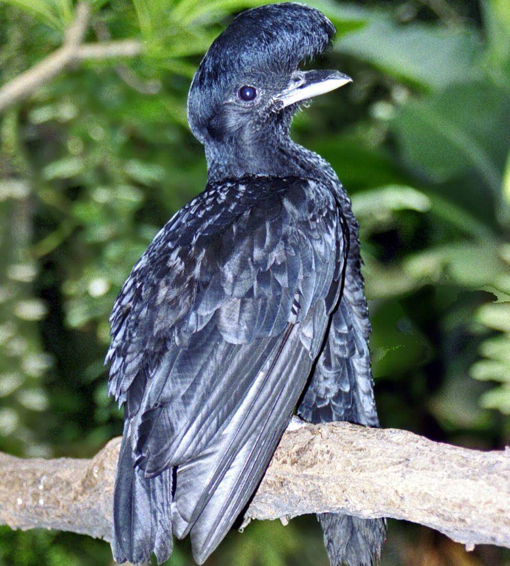 Long-wattled umbrellabird (commons.m.wikimedia.org/Hectonichus)