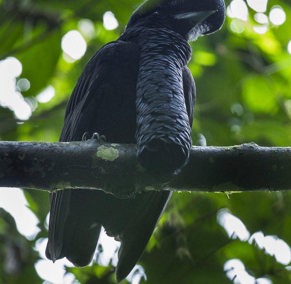 Long-wattled umbrellabird (commons.m.wikimedia.org/Francisco Veronesi)
