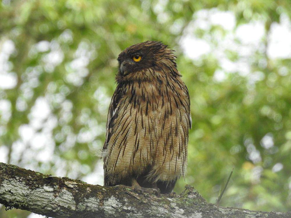 Burung hantu ikan cokelat (commons.wikimedia.org/Aparajita Datta)