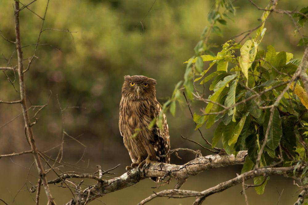 Burung hantu ikan cokelat (commons.wikimedia.org/UdayKiran28)