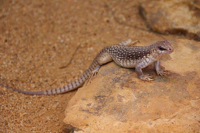 6 Fakta Iguana Gurun, Iguana yang Aktif pada Suhu Tinggi