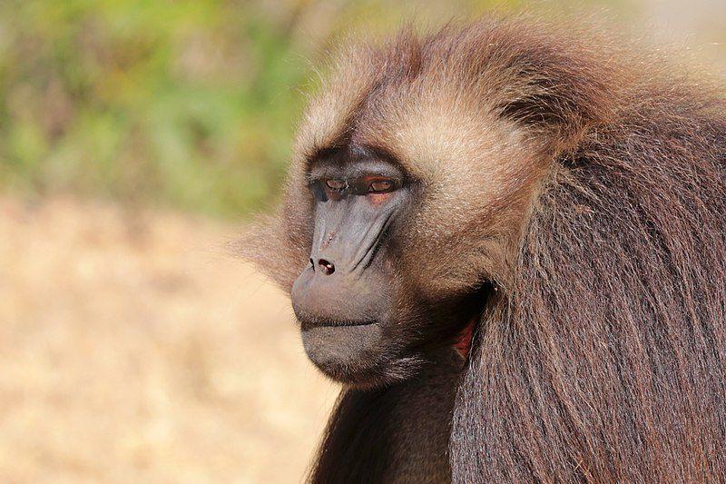 6 Fakta Gelada, Babun Ethiopia yang Berperan dalam Aerasi Tanah