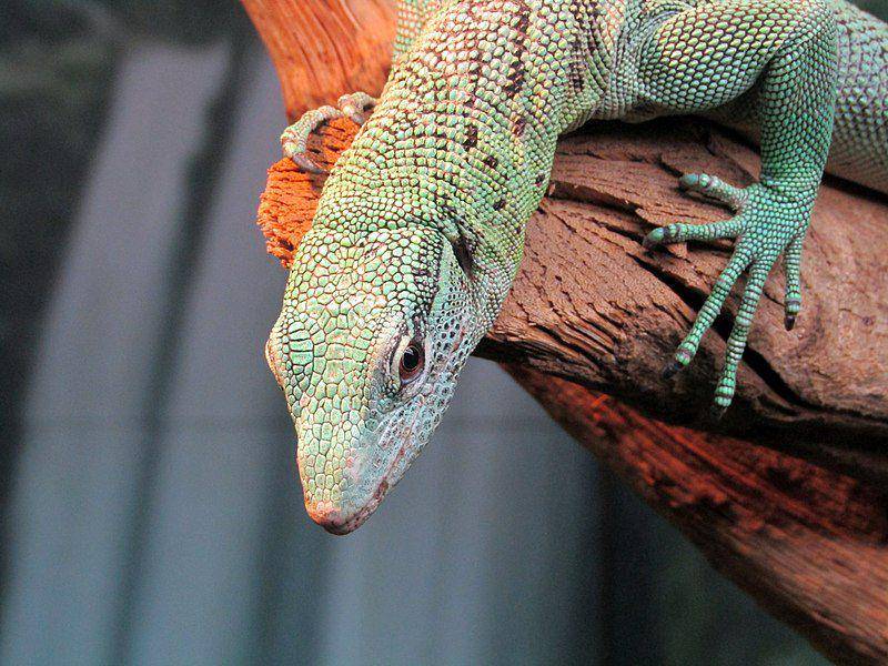 Biawak hijau (commons.wikimedia.org/Alicia Fagerving)