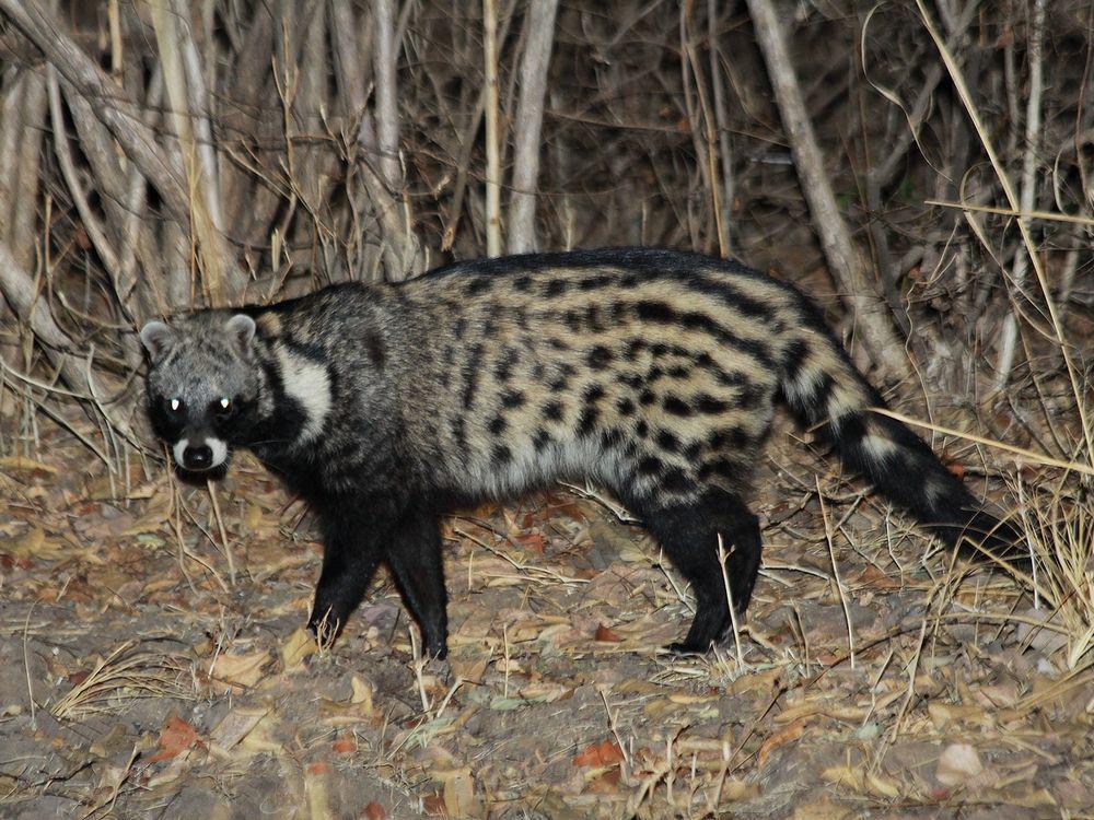 5 Fakta African Civet, Spesies Musang Sakral di Afrika