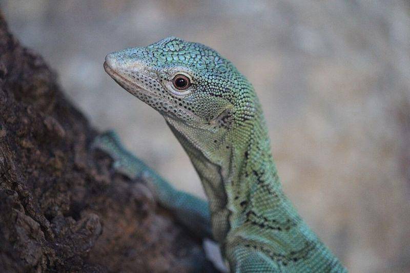 Biawak hijau (commons.wikimedia.org/RedGazelle15)