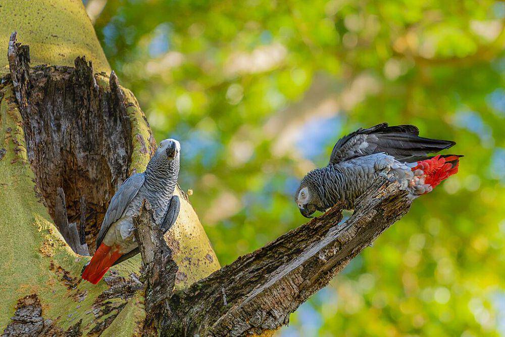 african grey parrot (commons.wikimedia.org/Nina R)