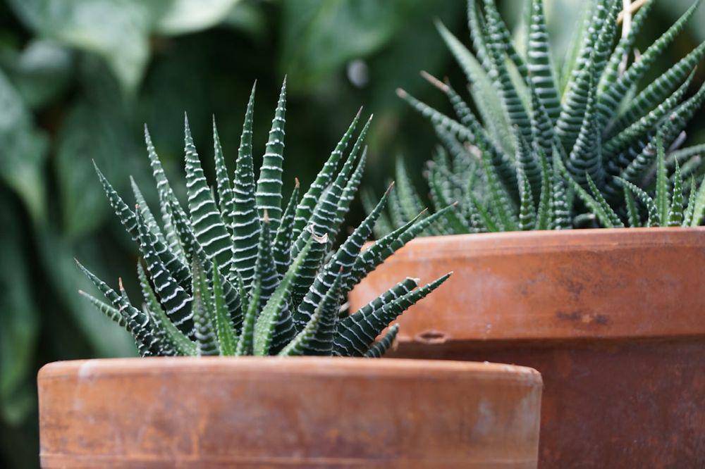 ilustrasi Haworthia (pexels.com/Chelsea Mosteller)