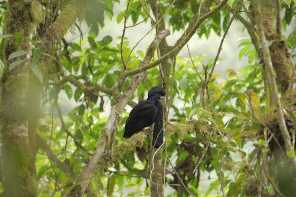 Long-wattled umbrellabird (inaturalist.org/Nico)