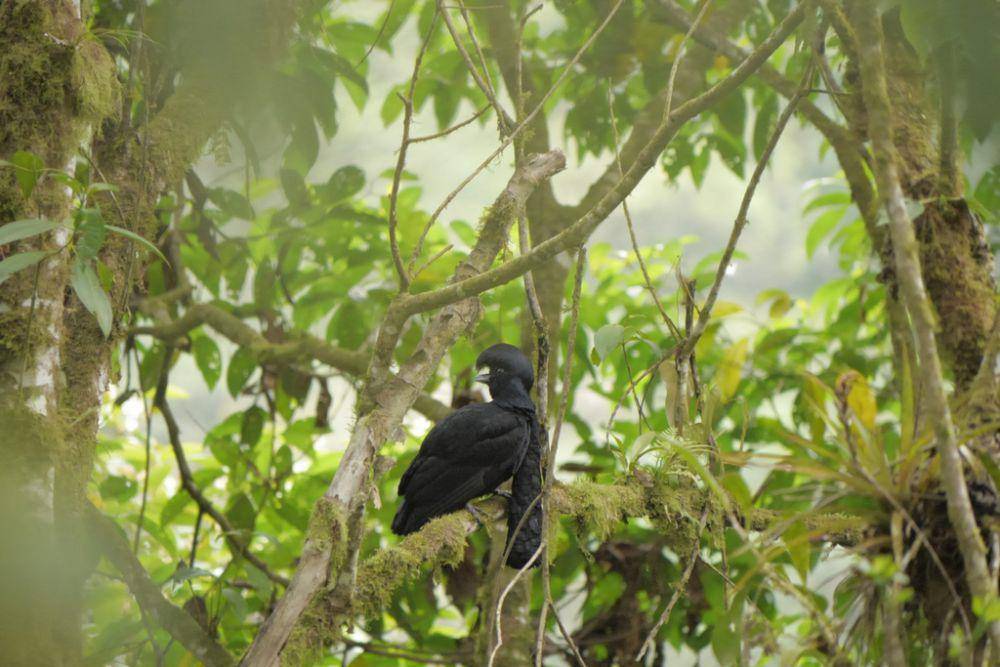 Long-wattled umbrellabird (inaturalist.org/Nico)