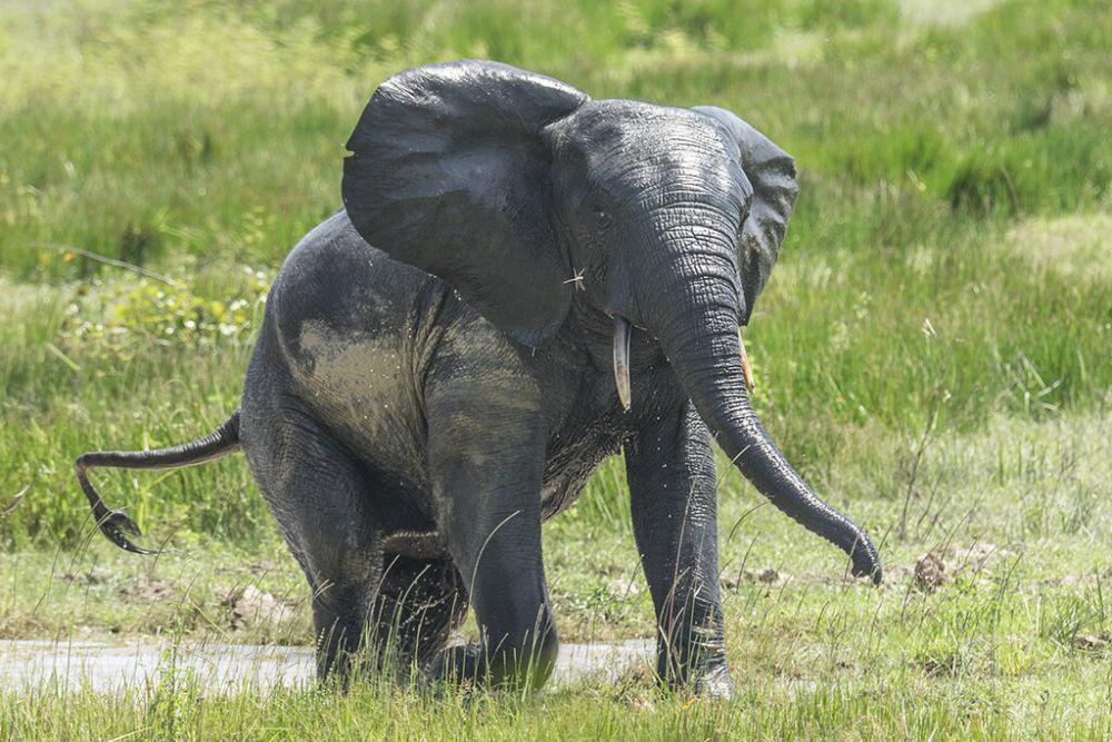 5 Fakta Gajah Hutan Afrika, Tubuhnya Lebih Kecil dari Gajah Sabana