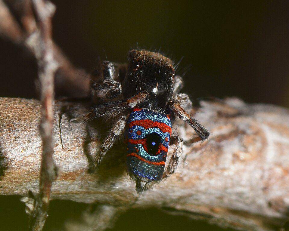 peacock spider (commons.wikimedia.org/Candalides01)