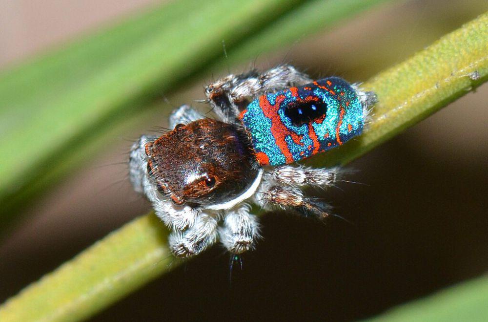 5 Fakta Peacock Spider, Punya Tarian Rumit untuk Menarik Pasangan