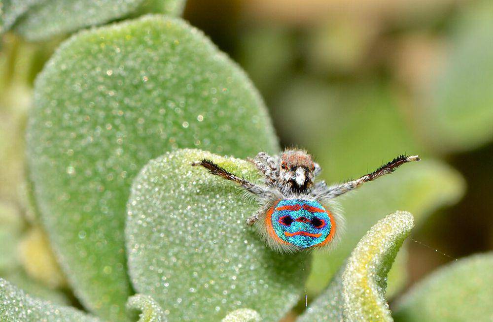 peacock spider (commons.wikimedia.org/Jean and Fred Hort)