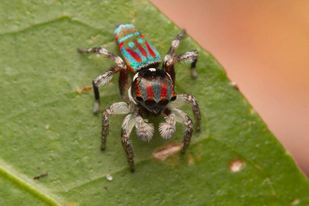 peacock spider (commons.wikimedia.org/Nigel Main)
