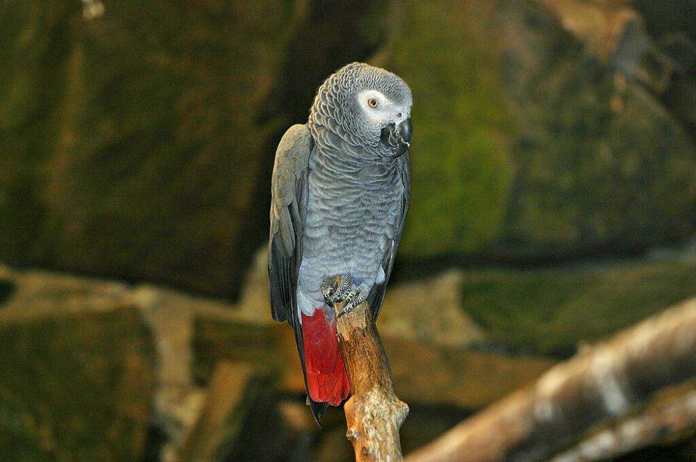 african grey parrot (commons.wikimedia.org/Ernst Vikne)
