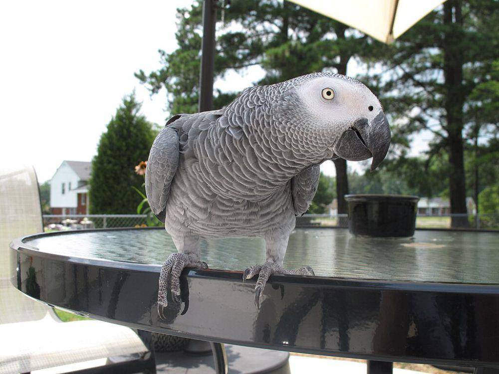 african grey parrot (commons.wikimedia.org/Keith Allison)