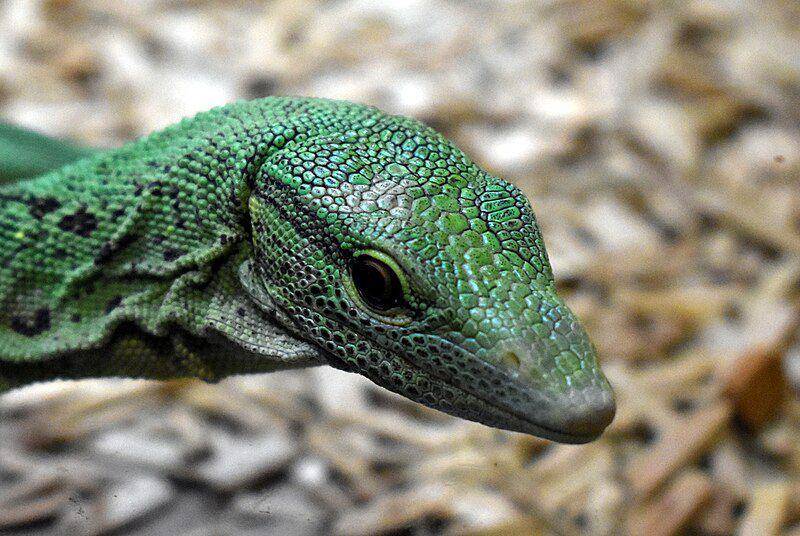 Biawak hijau (commons.wikimedia.org/Tylwyth Eldar)
