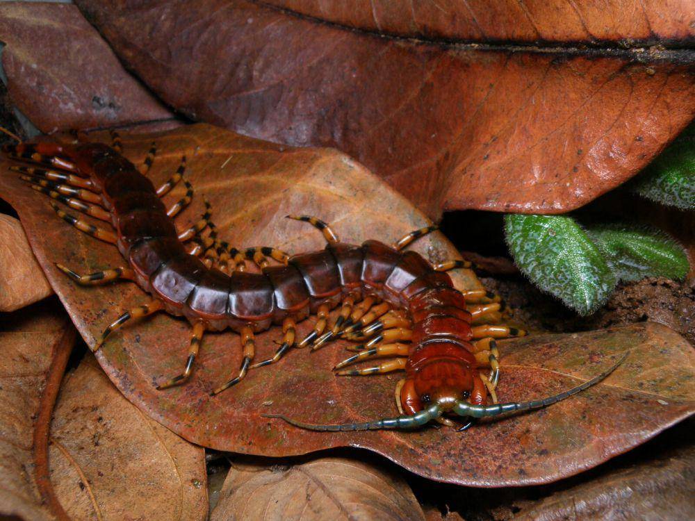 Kelabang, salah satu invertebrata yang sering masuk rumah saat musim hujan (commons.wikimedia.org/Christopher Borges)