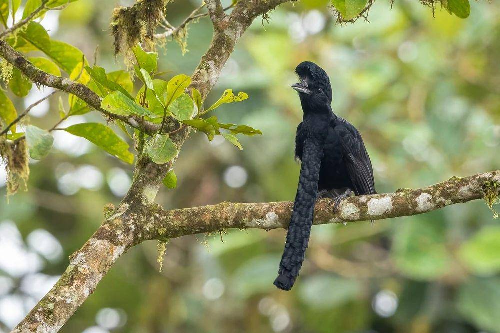 Long-wattled umbrellabird (animalia.bio)