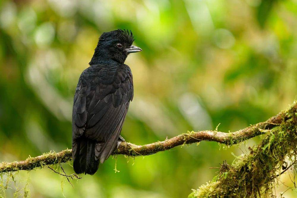 Long-wattled umbrellabird (animalia.bio)
