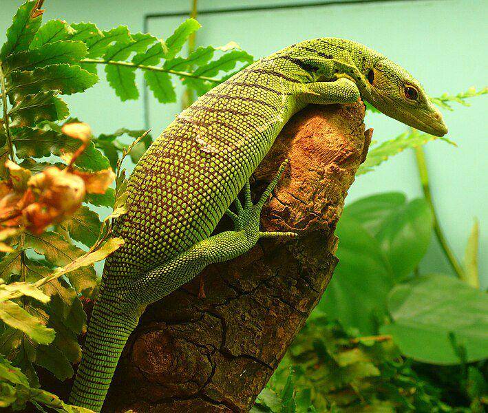 Biawak hijau (commons.wikimedia.org/TimVickers)