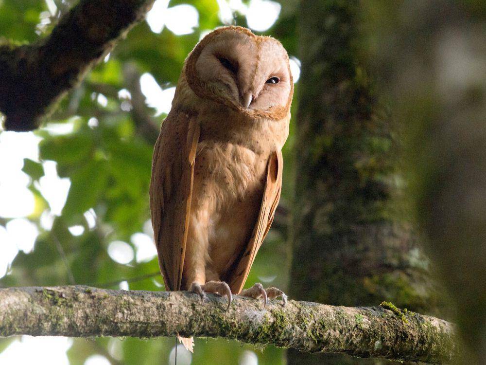 ilustrasi madagascar red owl (ebird.org/John C. Mittermeier)