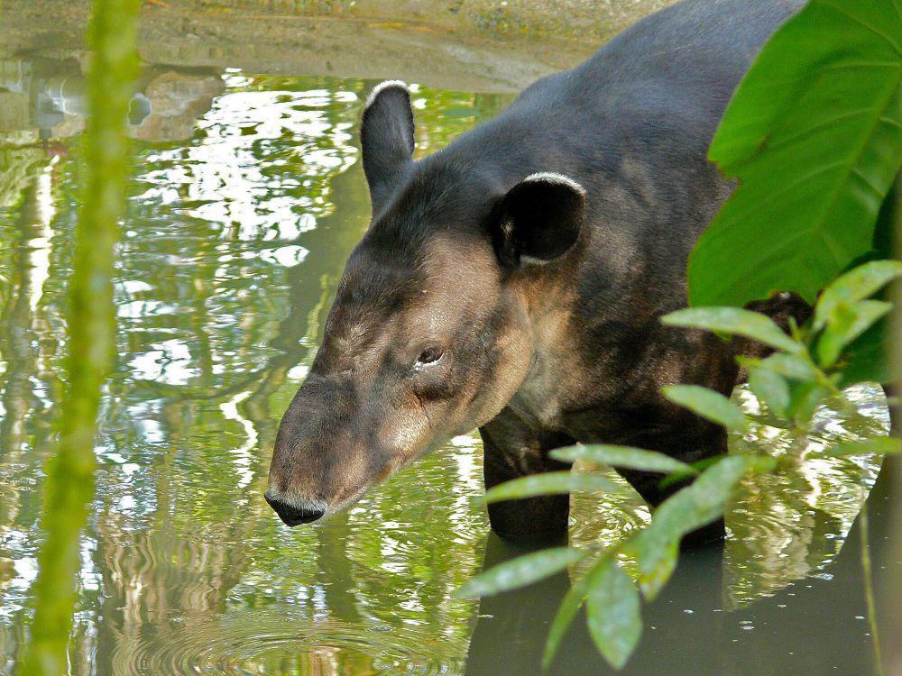 6 Fakta Unik Tapir Baird, Mengonsumsi 34 Kilogram Makanan per Hari!