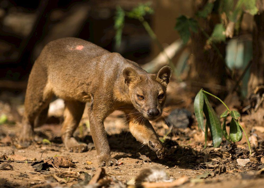 5 Hewan Endemik dari Madagaskar, Mayoritas Terancam Punah!