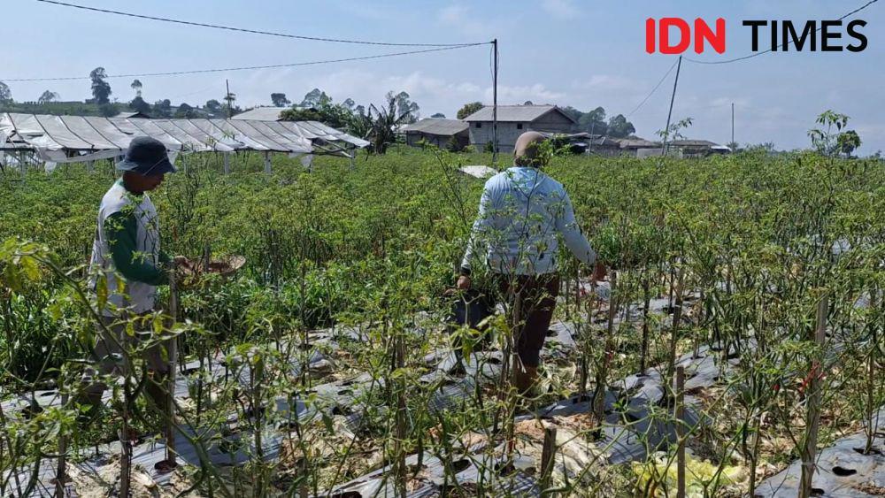 Petani cabai di Kelurahan Sarangan, Kecamatan Plaosan, Kabupaten Magetan. IDN Times/ Riyanto.