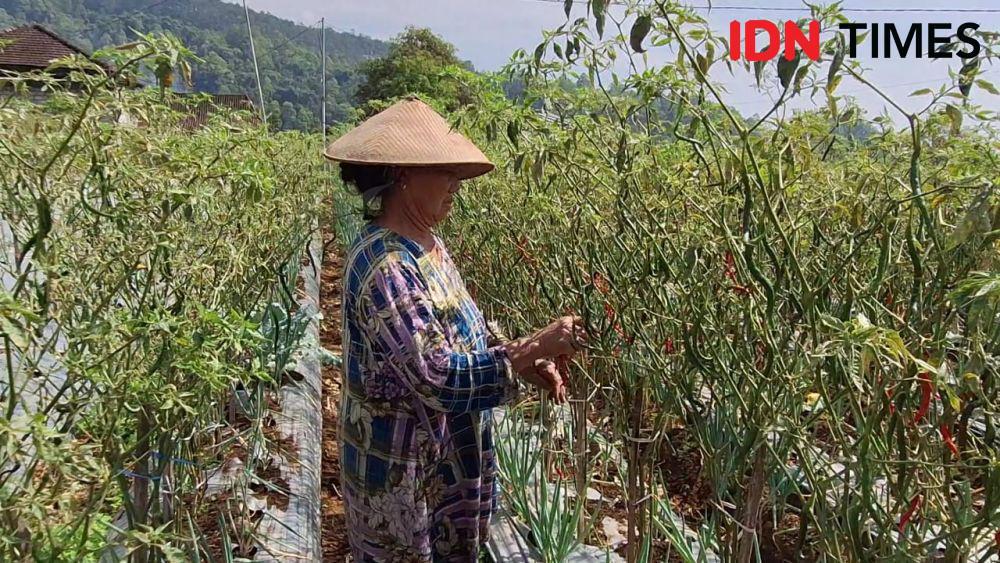 Harga Sayur di Magetan Terjun Bebas, Petani Merugi