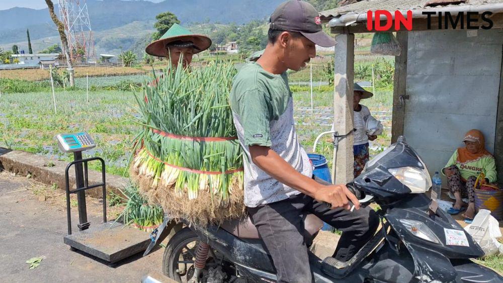 Petani di Kelurahan Sarangan Magetan tengah memanen bawang prei. IDN Times/ Riyanto.