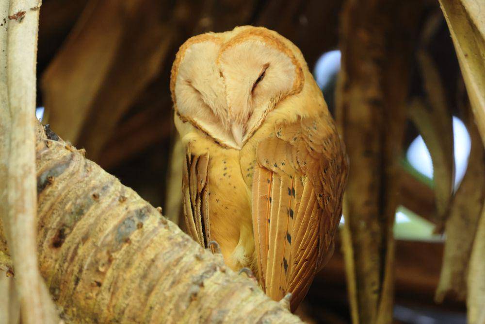 ilustrasi madagascar red owl (inaturalist.org/ruperl_h)