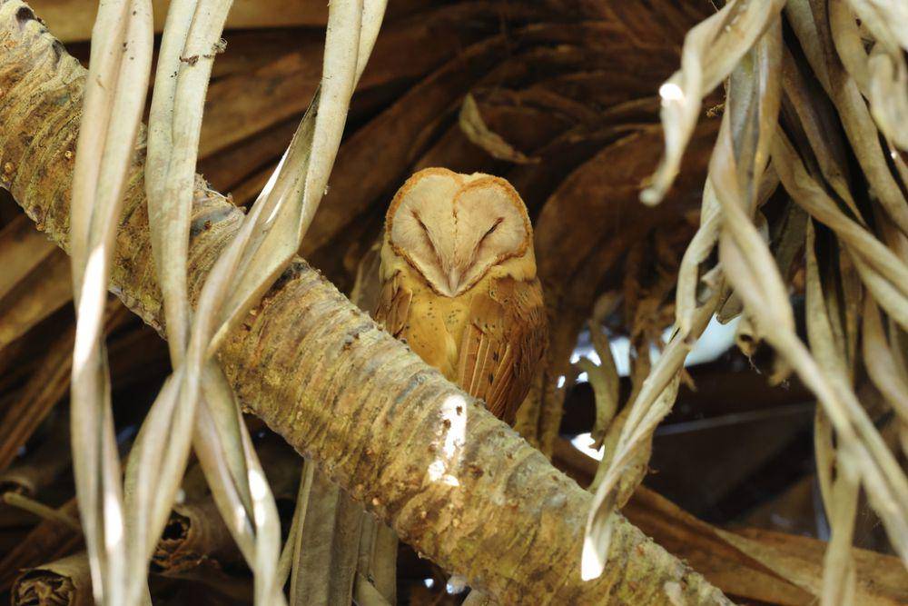 ilustrasi madagascar red owl (inaturalist.org/ruperl_h)
