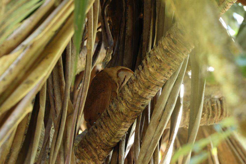 ilustrasi madagascar red owl (inaturalist.org/ruperl_h)