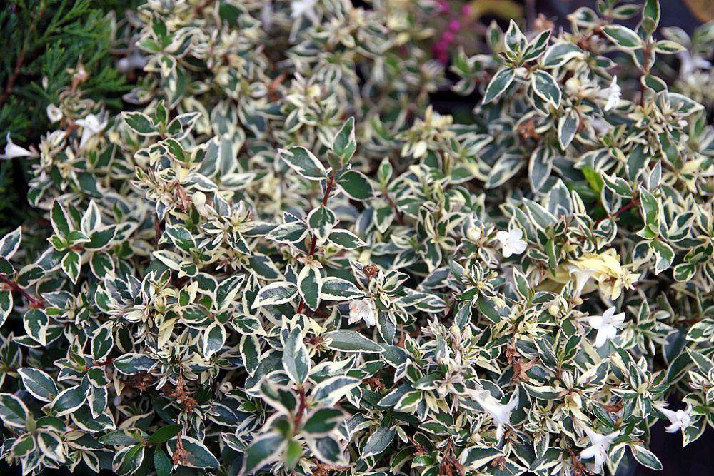 tanaman abelia (commons.wikimedia.org/David J. Stang)