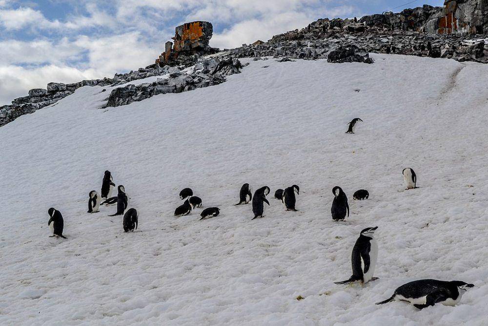 penguin chinstrap (commons.wikimedia.org/Daniel Oberhaus)