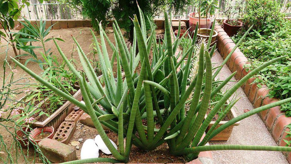 5 Fakta African Spear Plant, Memiliki Daun yang Berbentuk Pedang