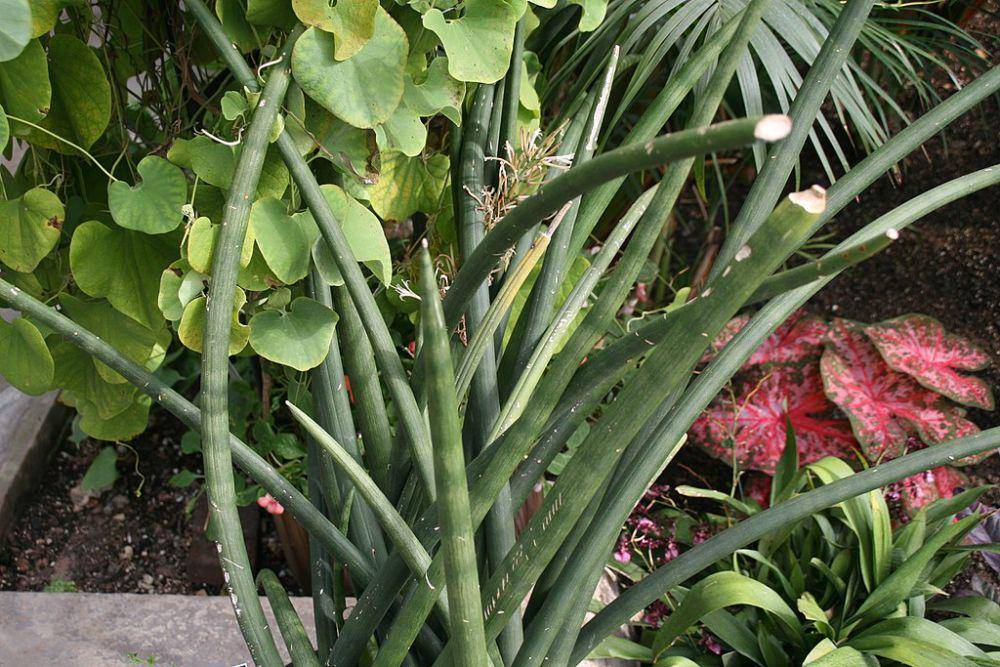 african spear plant (commons.wikimedia.org/David J. Stang)