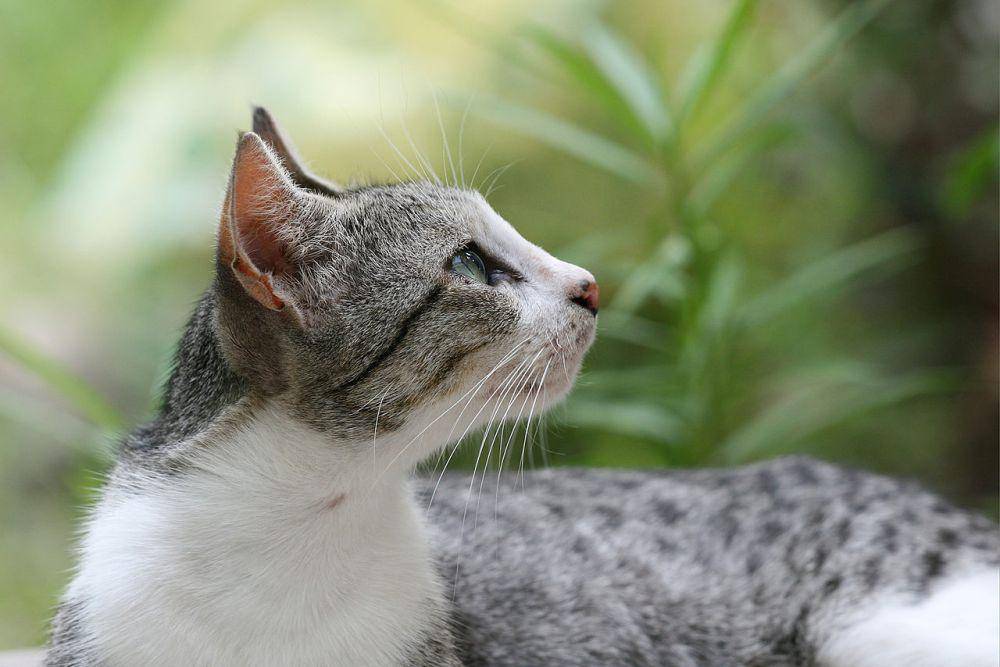 Kucing domestik (commons.wikimedia.org/Muhammad Mahdi Karim)