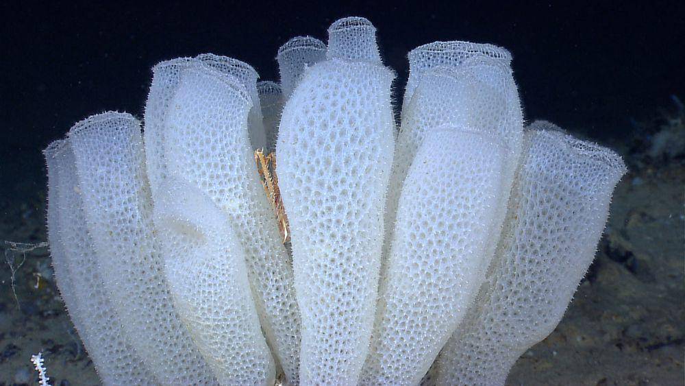 spons kaca (Euplectella aspergillum) (commons.wikimedia.org/NOAA)