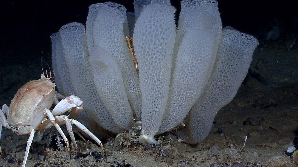 spons kaca (Euplectella aspergillum) (commons.wikimedia.org/NOAA)